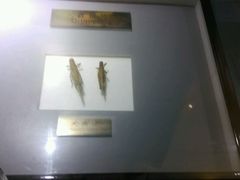 -上海昆虫博物馆