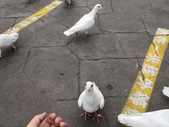 -南湖梦幻岛