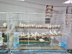 -哈尔滨道外花鸟鱼市场