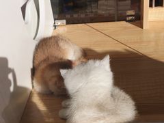 -PETKIT 小佩宠物·德文赛凯猫舍
