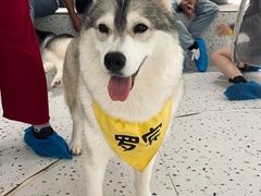 -Husky Go!哈士奇体验馆·宠物咖啡厅狗咖