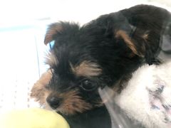 -BABYDOG宝贝狗宠物乐园(欧洲城店)