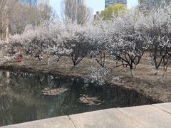 -长白岛森林公园