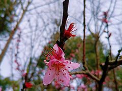 -橘子洲景区
