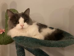 -Cappucimeow猫咪咖啡馆(韦伯时代店)