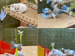 -帕帕拉兹宠物(亚洲旗舰店)