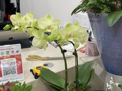 -Flower in(密渡桥店)