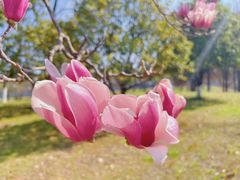 -无锡梅园公园