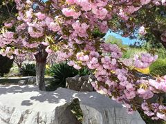 -石家庄市植物园