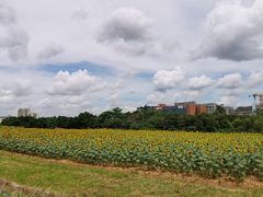 -光明小镇欢乐田园