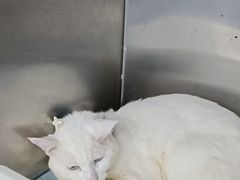 -美美宠物诊疗中心·异宠·骨科(滨江东信分院)