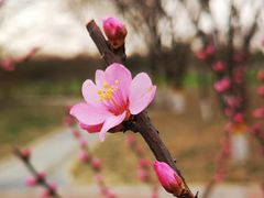 -大兴滨河森林公园