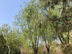 -大兴滨河森林公园