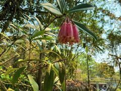 -中国科学院西双版纳热带植物园