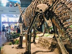 -自贡恐龙博物馆