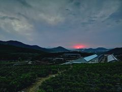 景点-金石滩蓝莓谷庄园