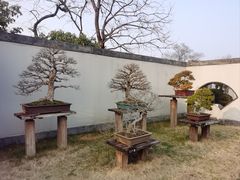 -扬州大运河文化旅游度假区·盆景园