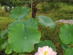 -皇家御河游(紫御湾码头)