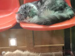 -猫咪博物馆(顶澳仔猫街店)