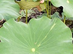 -大塘金香草谷