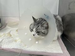 -北京赛佳动物医院