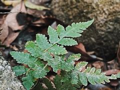-梧桐山风景名胜区