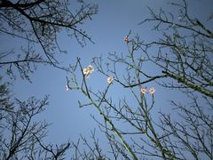 -荔枝公园(福田区)