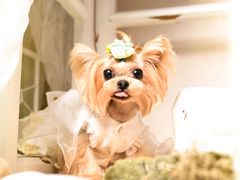 -读宠于你·约克夏比熊·睫角守宫·爬宠售卖(高新店)