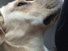 -翊宠yipet猫狗购宠庄园犬舍•猫舍