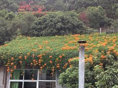 -鲤鱼塘农家山庄