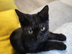 -瑞派福兴宠物医院犬猫全科·骨科·中西医结合(河东店)