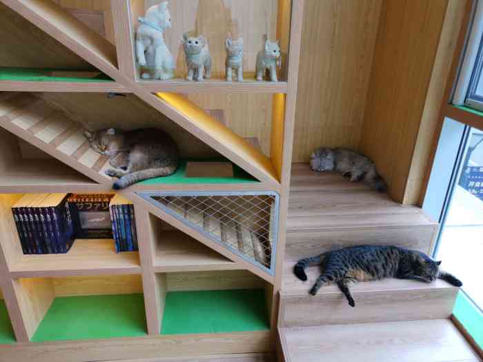 catier61猫公馆·猫咪咖啡(大学路店)-"非常幸运的抽中了体验活动