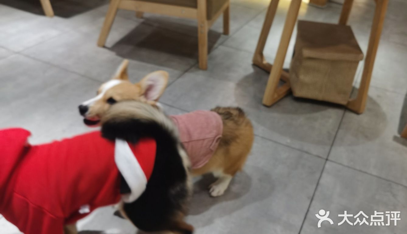 hey we go 柴犬吧