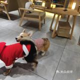 hey we go 柴犬吧