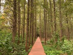 -同里国家湿地公园
