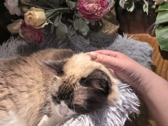 -李小姐の猫咖啡馆(五角场店)
