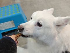 -严国平动物医院(德政总院)