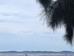 -西澳岛