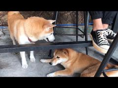 -柴犬高等学院·狗咖·柴犬售卖·宠物训练