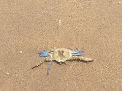 -大螃蟹海鲜餐厅