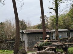 -都江堰中华大熊猫苑