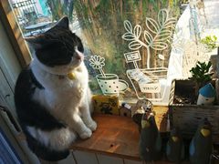 -海边的猫和咖啡馆