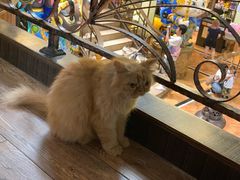 -more than meow吴止猫主题餐厅(承德 中船汇店)