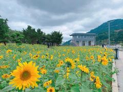 -龙江公园