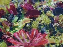 -国家植物园南园