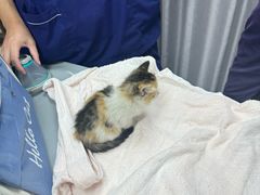 -宠物星动物医院·眼科·异宠·猫科(江南大道总院)