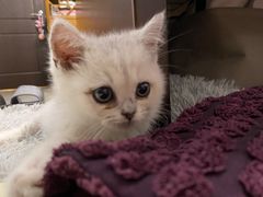 -爱侣宠医·鹦鹉专科·小型哺乳类·异宠专科(灵石路店)