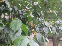 -三圣花乡旅游区