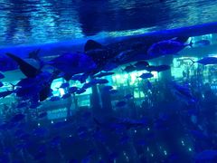 -成都浩海立方海洋公园