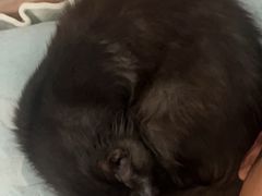 -pd派德宠物中心医院24H急重症·眼科中心·血液透析中心(嵩山北路店)